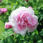 Duchesse d Angouleme (Дюшес де Ангулем/ Герцогиня Ангулемська)